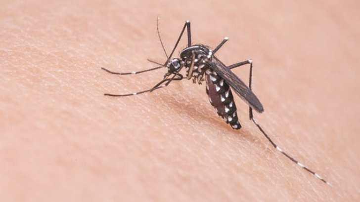 Secretaría de Salud realiza acciones de prevención del dengue en Navojoa