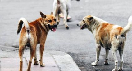 Hay más de 56 mil perros callejeros en Navojoa