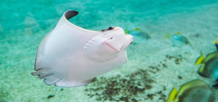 Muerte de mantarrayas mutiladas alerta a autoridades de Sonora