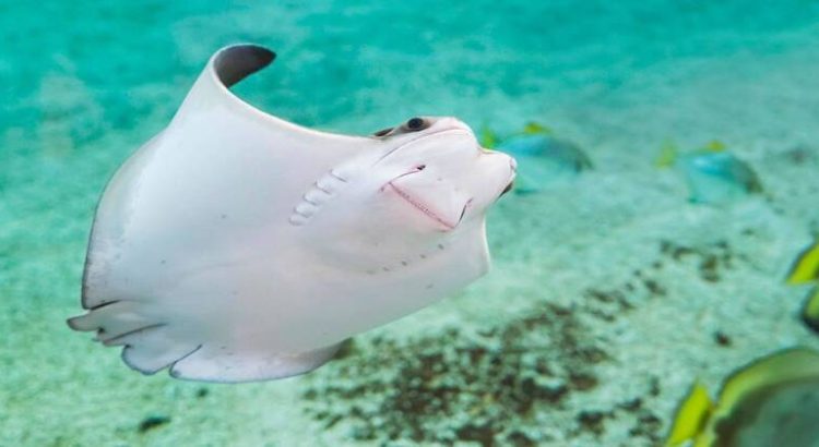 Muerte de mantarrayas mutiladas alerta a autoridades de Sonora