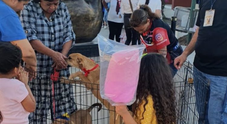 Realizan la Primera Feria de Mascotas 2023 en Navojoa