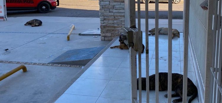 Comerciantes de Navojoa piden atender sobrepoblación de perros callejeros