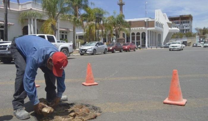 Bache cubierto con cáscaras de coco en Navojoa