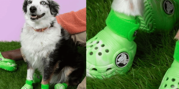 Moda bien perrona: Crocs lanza sandalias para «lomitos»