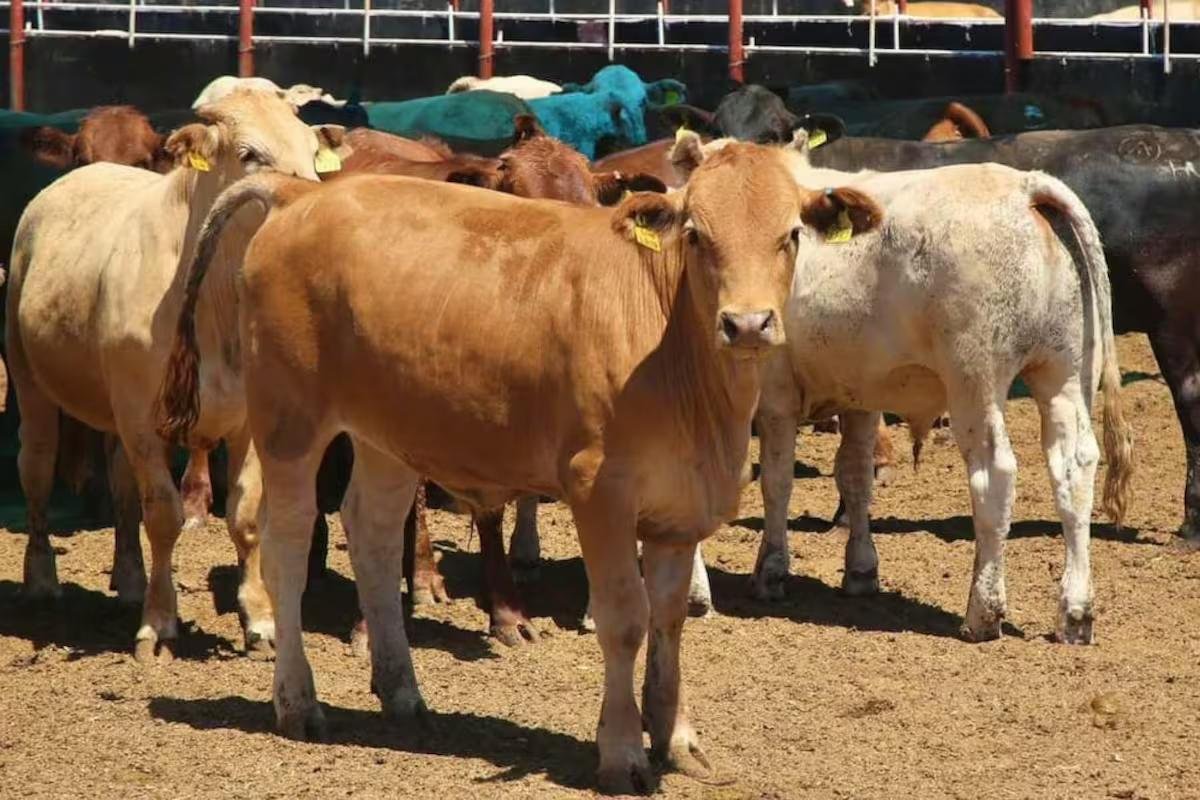 Ganaderos de Sonora pierden entre 75 y 90 millones de dólares por no exportar 150 mil cabezas de ganado a Estados Unidos