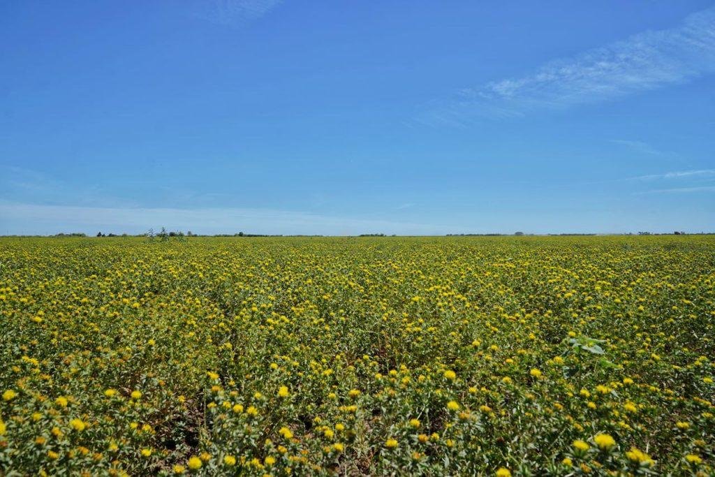 Sonora apuesta por el cártamo: estrategia de Durazo busca ahorrar hasta 40% de agua en el campo
