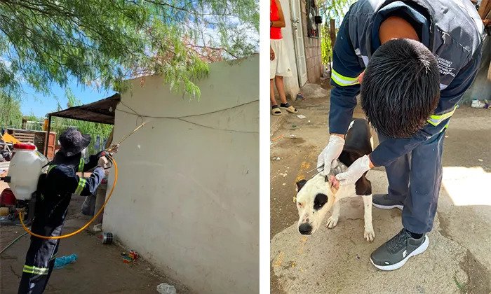 Navojoa ocupa el segundo lugar en muertes por rickettsia en Sonora