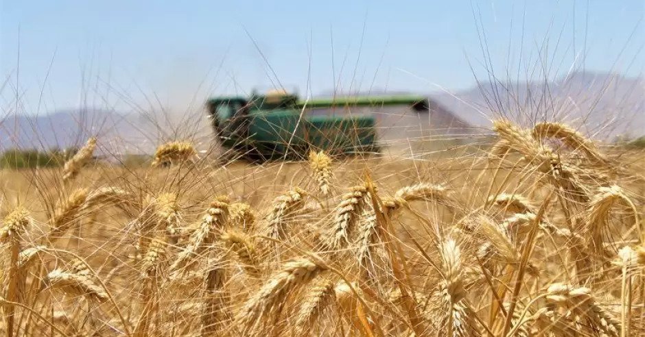 Productores de trigo en Navojoa podrían hacer protesta ante recortes presupuestales