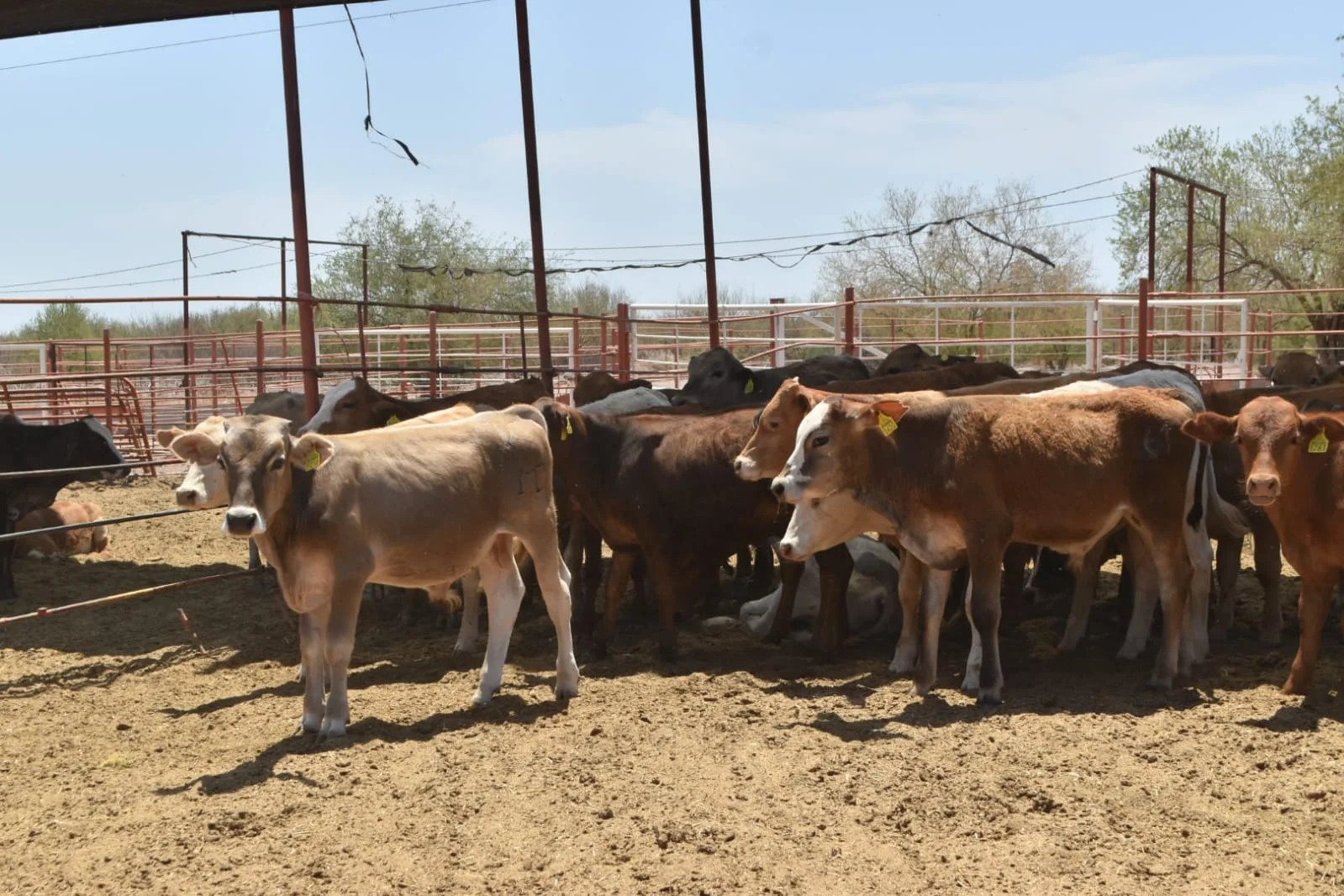 Navojoa, segundo lugar en casos de gusano barrenador en el Valle del Mayo